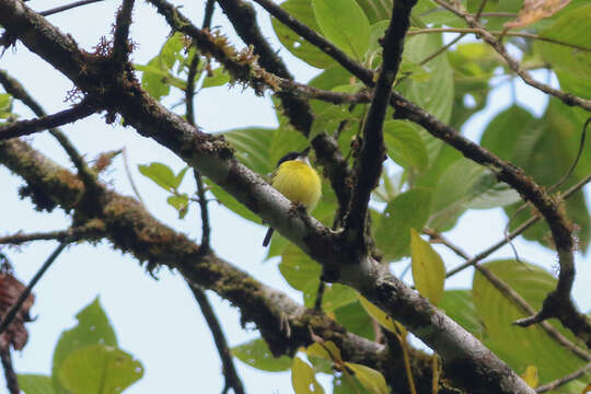 Image of Black-headed Tody-Flycatcher