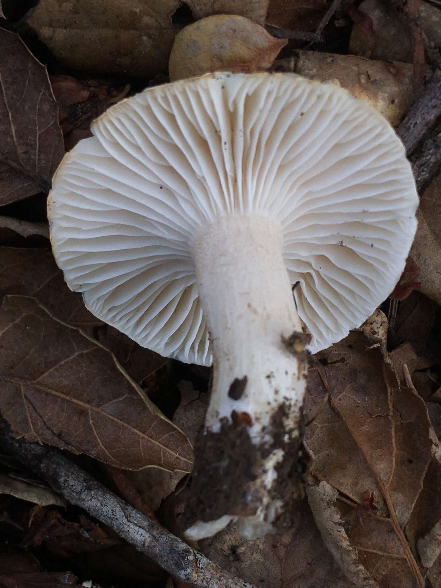 Image of Hygrophorus roseobrunneus Murrill 1916