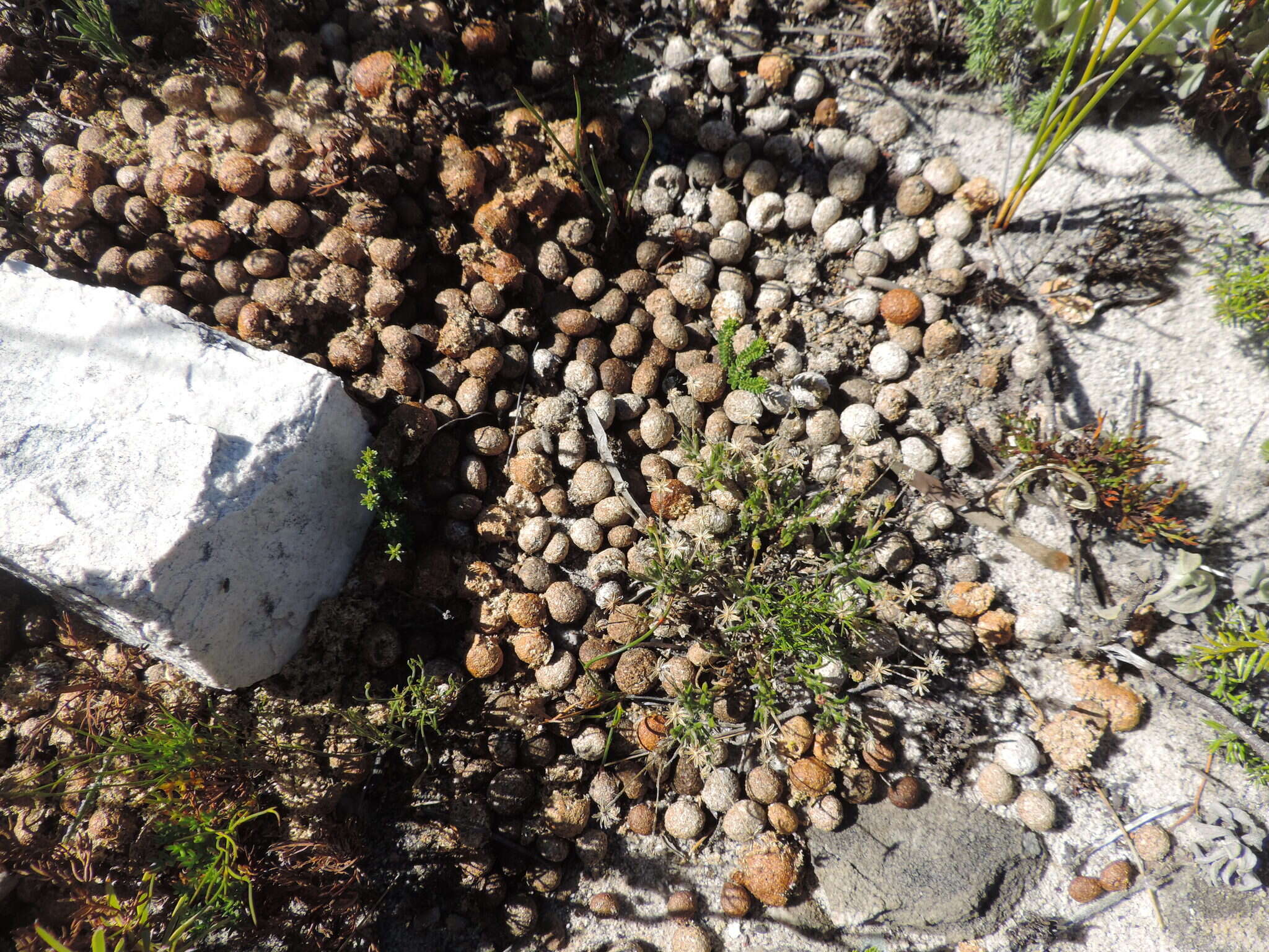 Image of Hewitt's Red Rock Hare