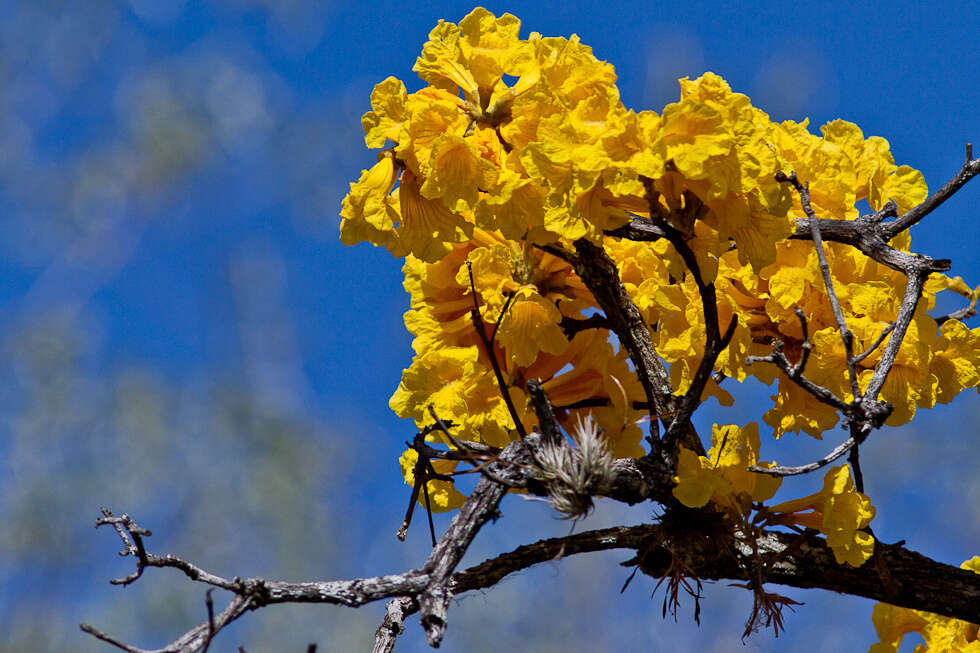 Image of Handroanthus ochraceus subsp. ochraceus