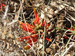 Image de Erythrina acanthocarpa E. Mey.