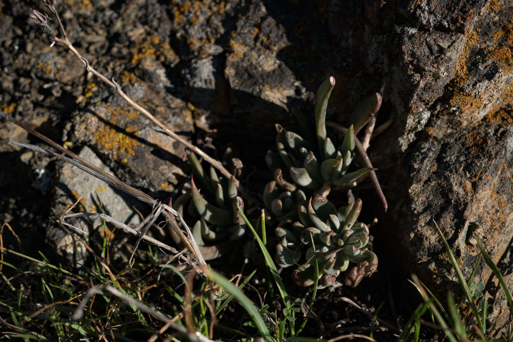 Imagem de Dudleya abramsii subsp. setchellii (Jeps.) Moran