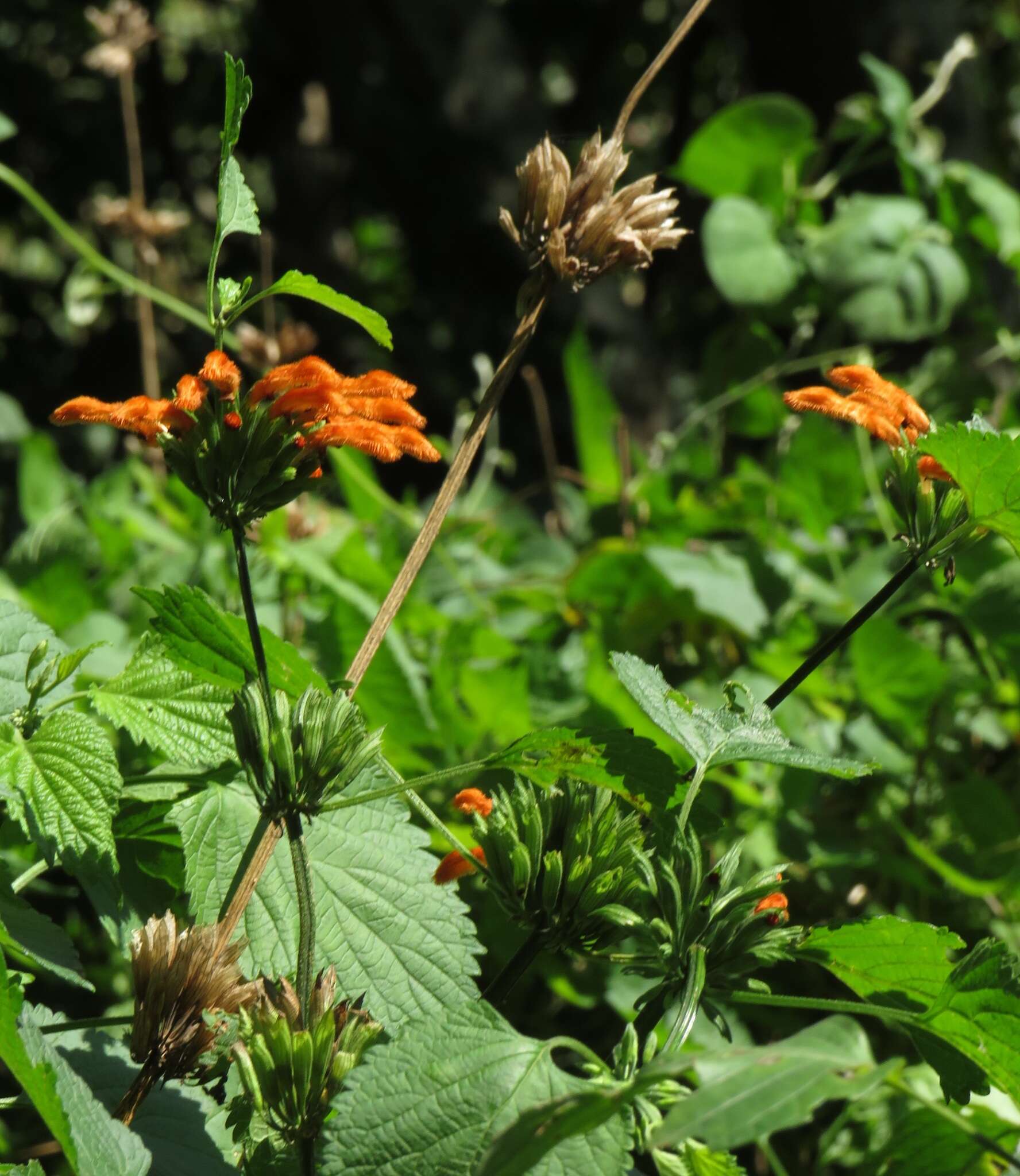 Sivun Leonotis ocymifolia var. ocymifolia kuva