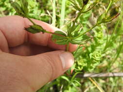 Imagem de Hypericum aethiopicum subsp. sonderi (Bred.) N. K. B. Robson