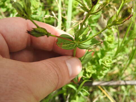 Image of Hypericum aethiopicum subsp. sonderi (Bred.) N. K. B. Robson