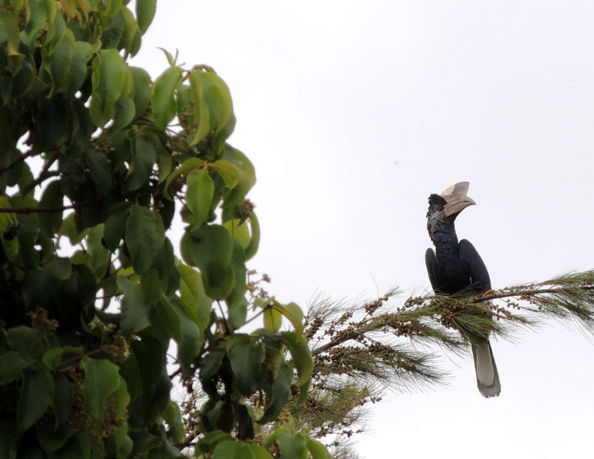 Image of Black-and-white Casqued Hornbill