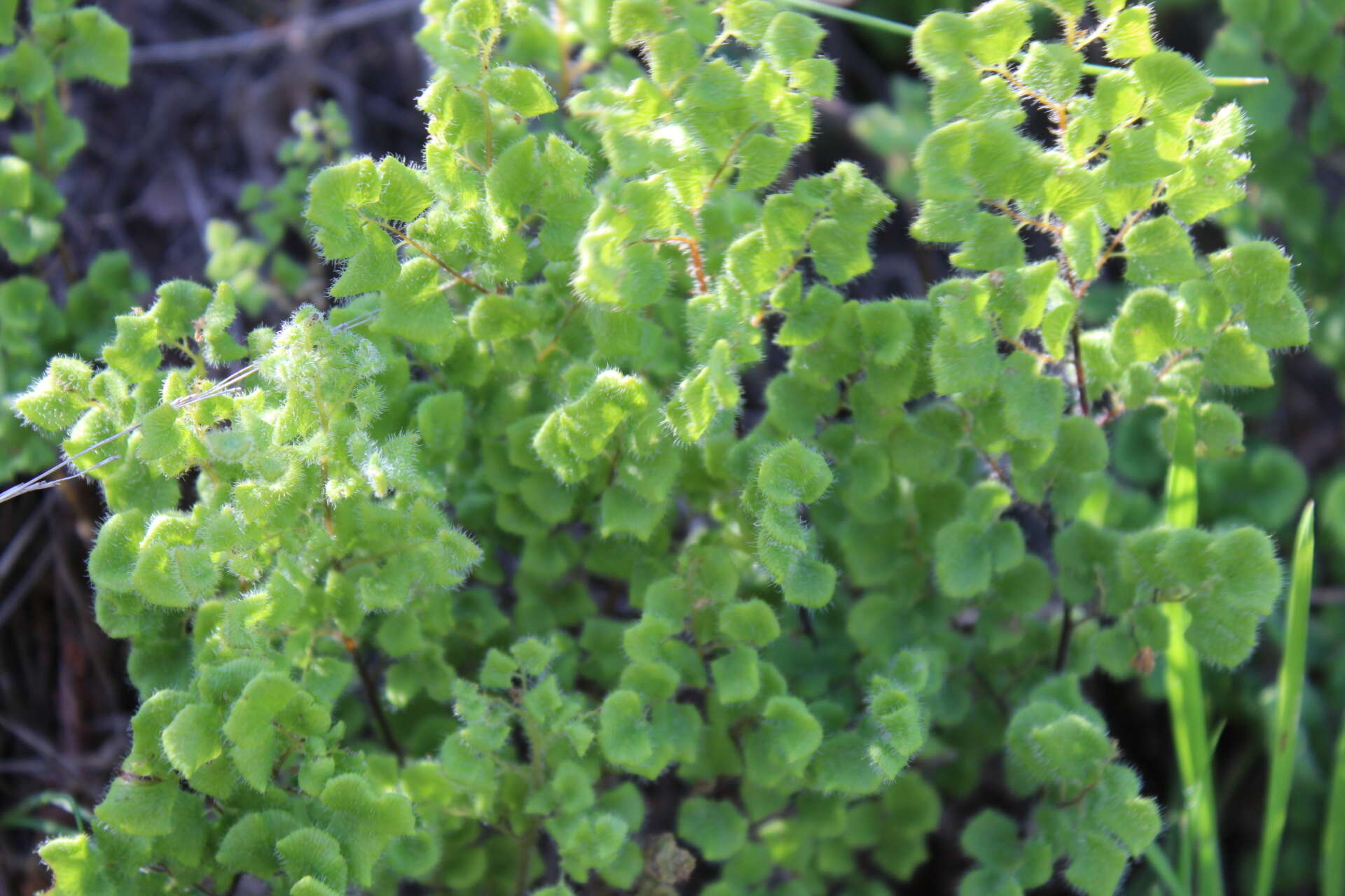 Image of Adiantum thalictroides var. hirsutum (Hook. & Grev.) Sota