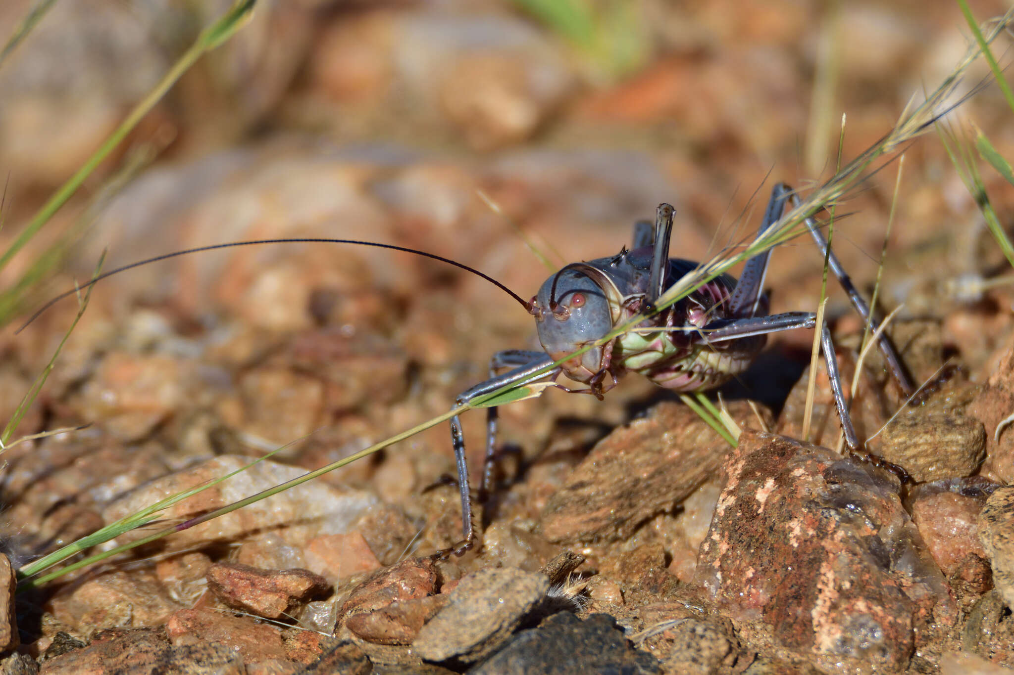 Image of Armoured Katydid