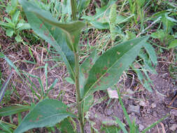 Image of Tatarian aster