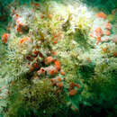 Image of Lobate sponge