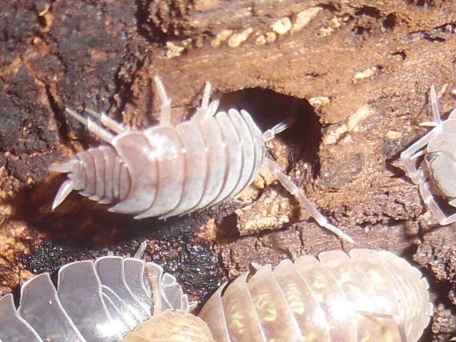 Image of Porcellionides floria Garthwaite & Sassaman 1985