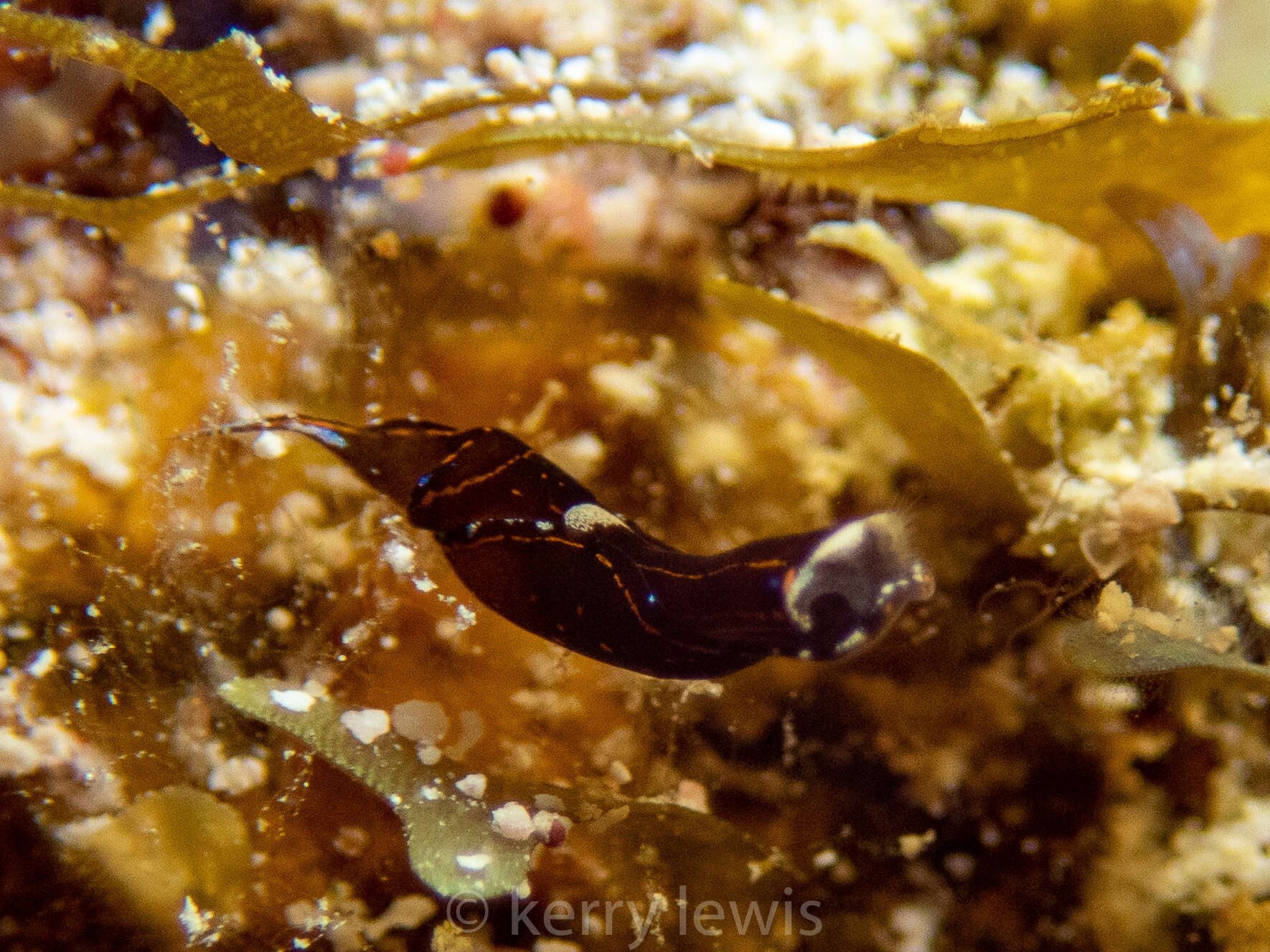 Image of Chelidonura cubana Ortea & Martínez 1997