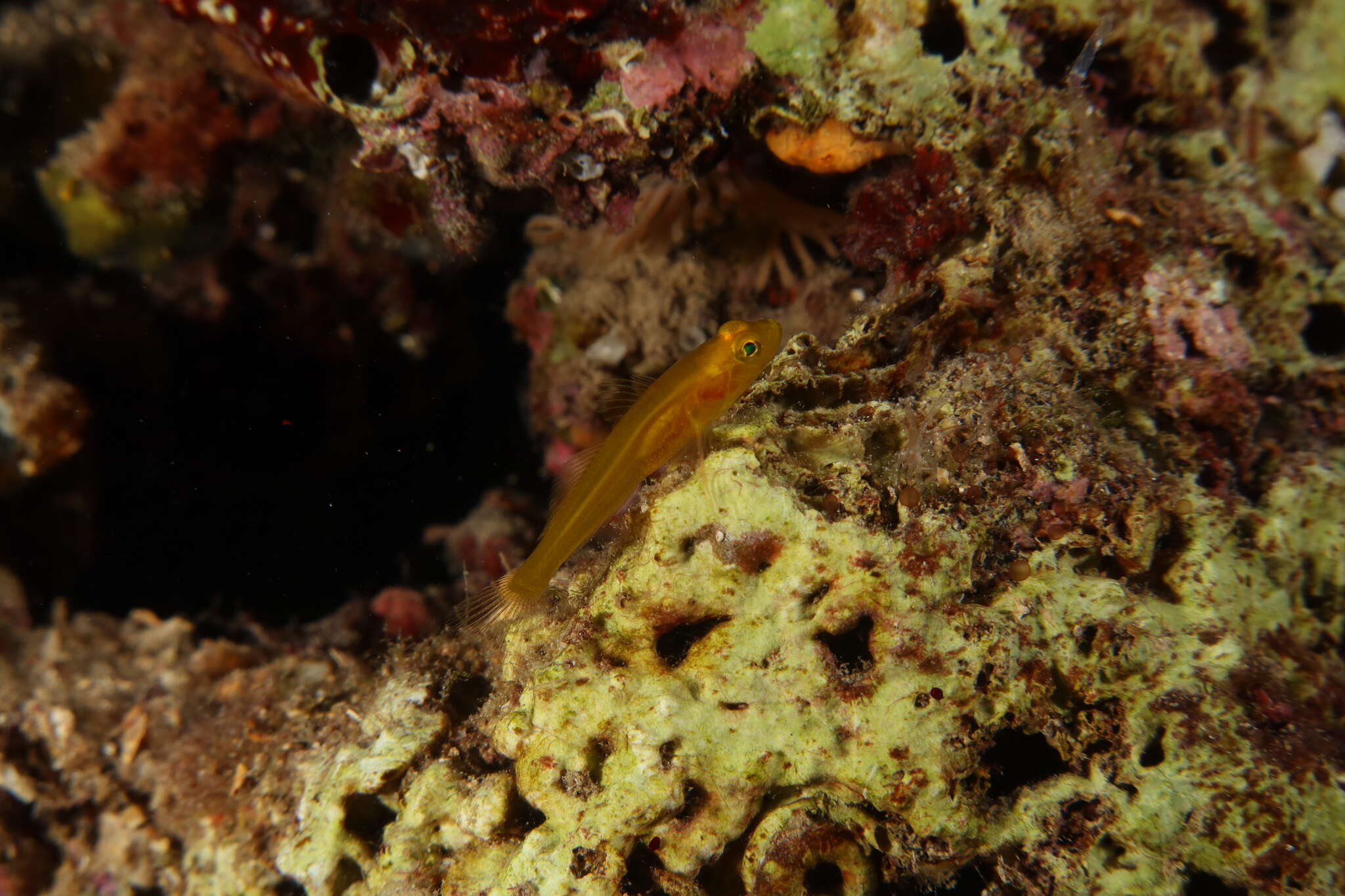 Image of Golden Goby
