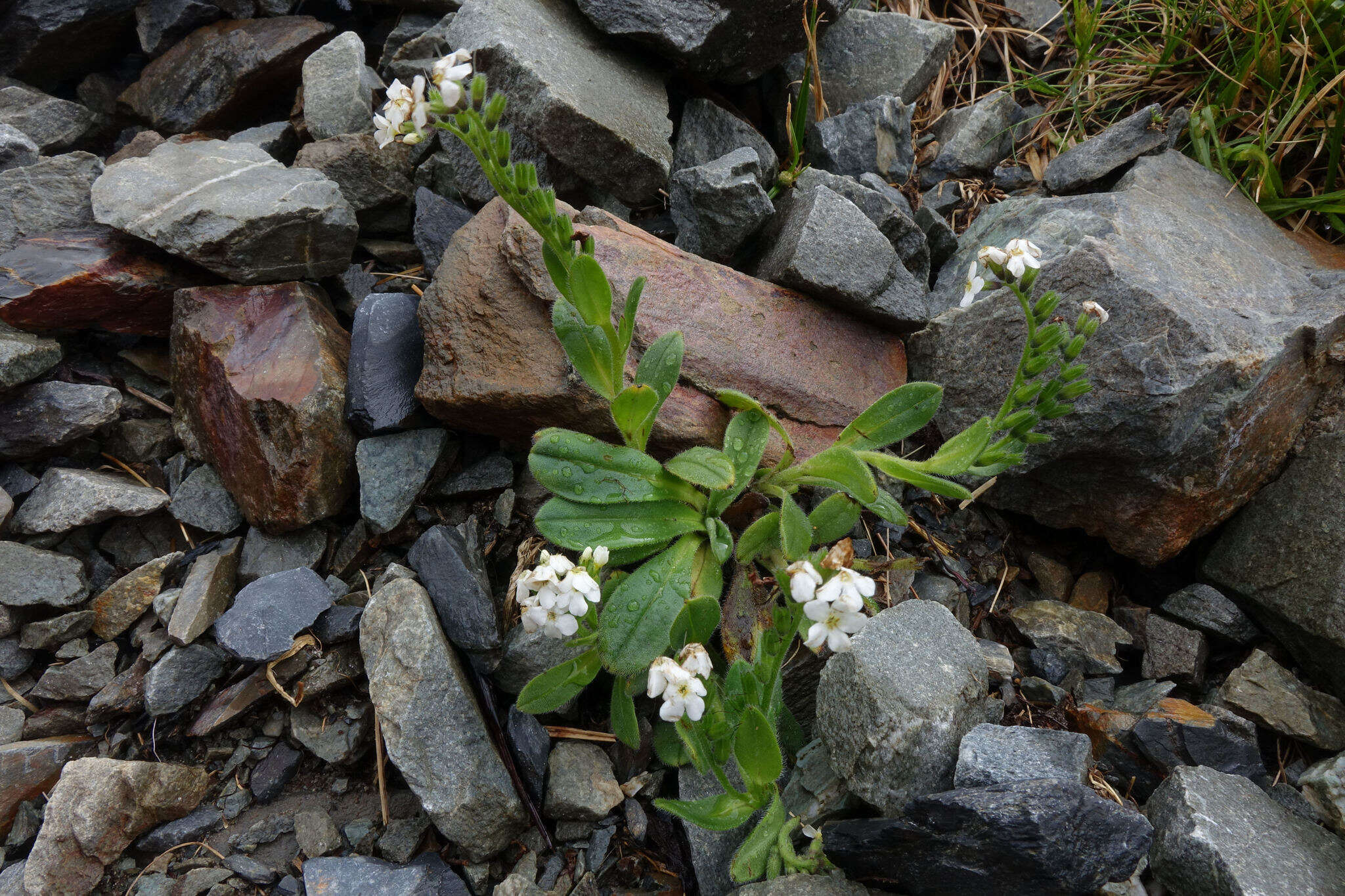 Image of Myosotis suavis Petrie