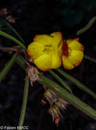 Image of Cheirolaena linearis Benth.