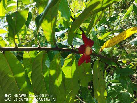 Image of Uvaria grandiflora Roxb. ex Hornem.