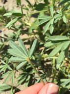 Image of rusty lupine