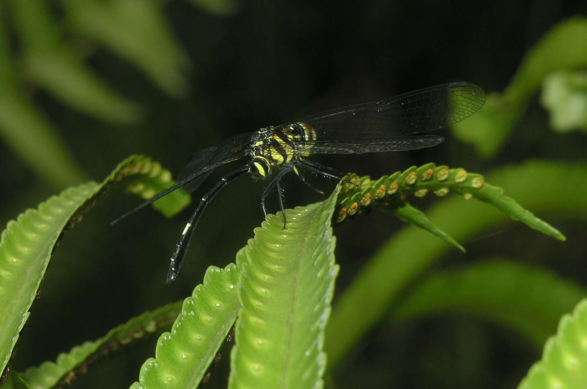 Risiophlebia guentheri Kosterin 2015 resmi