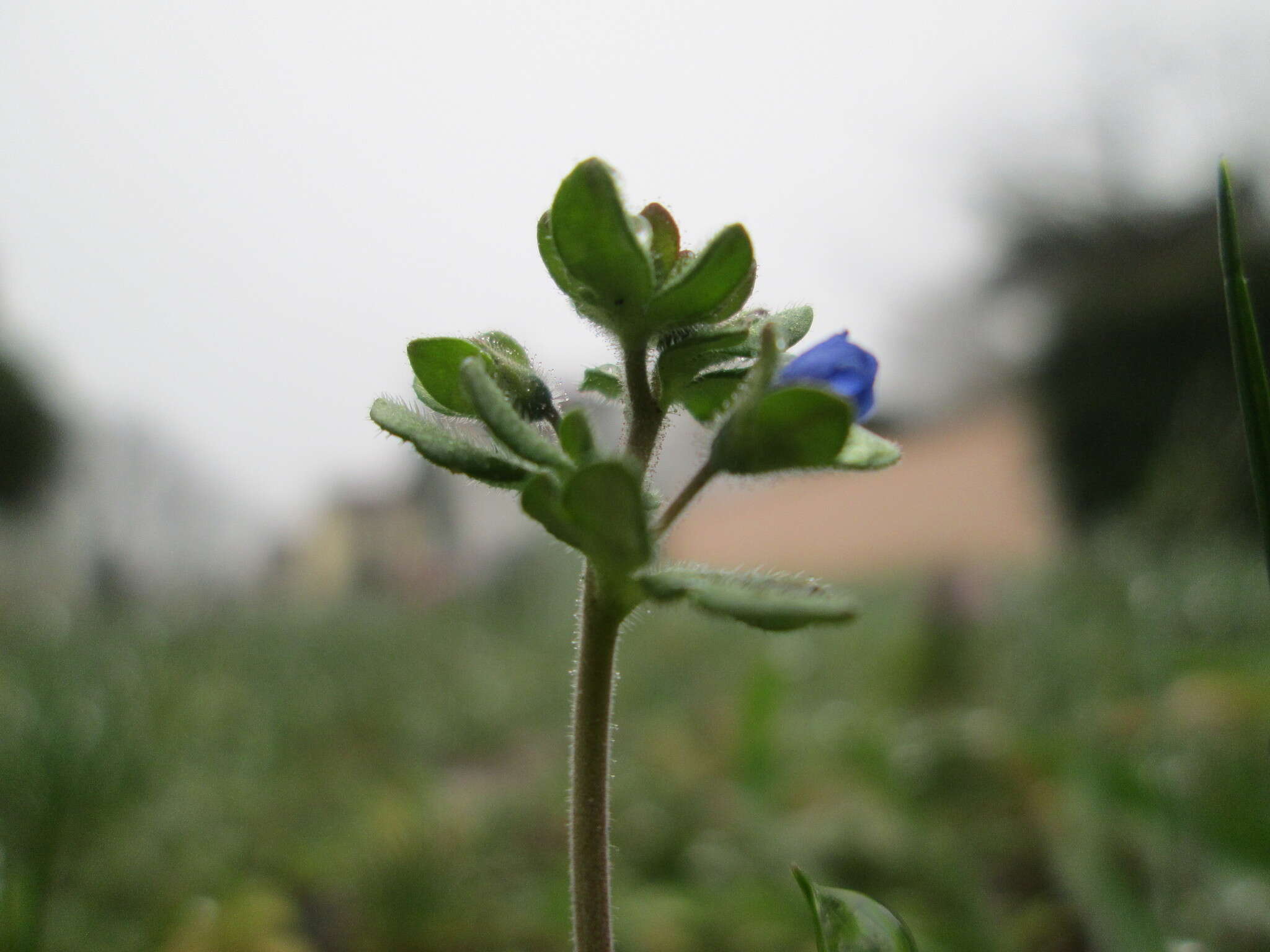 Image of finger speedwell