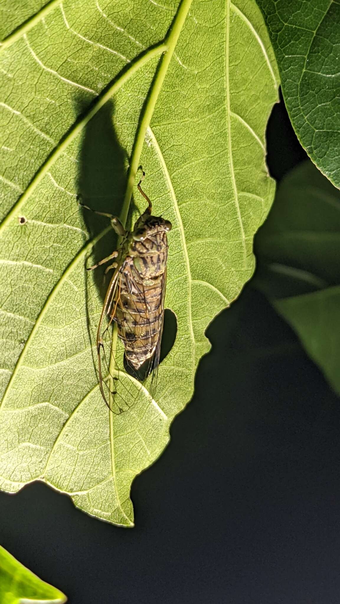 Image de Euterpnosia kotoshoensis Kato 1925