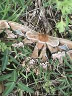 Image of Orizaba Silkmoth