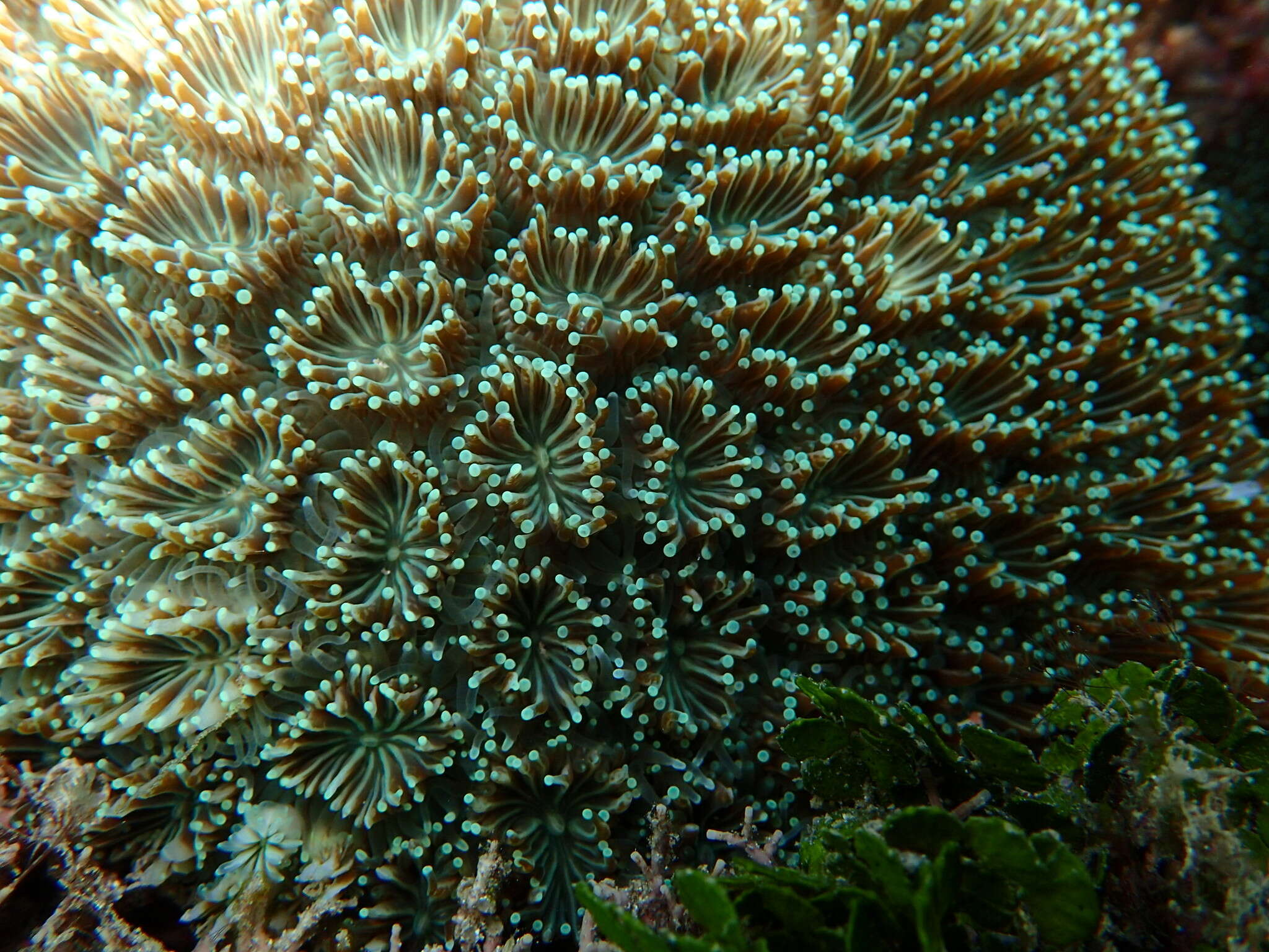 Image of Fluorescence grass coral