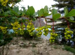 Image of Berberis aristata DC.