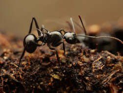 Image de Polyrhachis mucronata Smith 1859