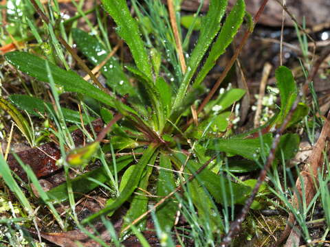 Imagem de Goodenia geniculata R. Br.