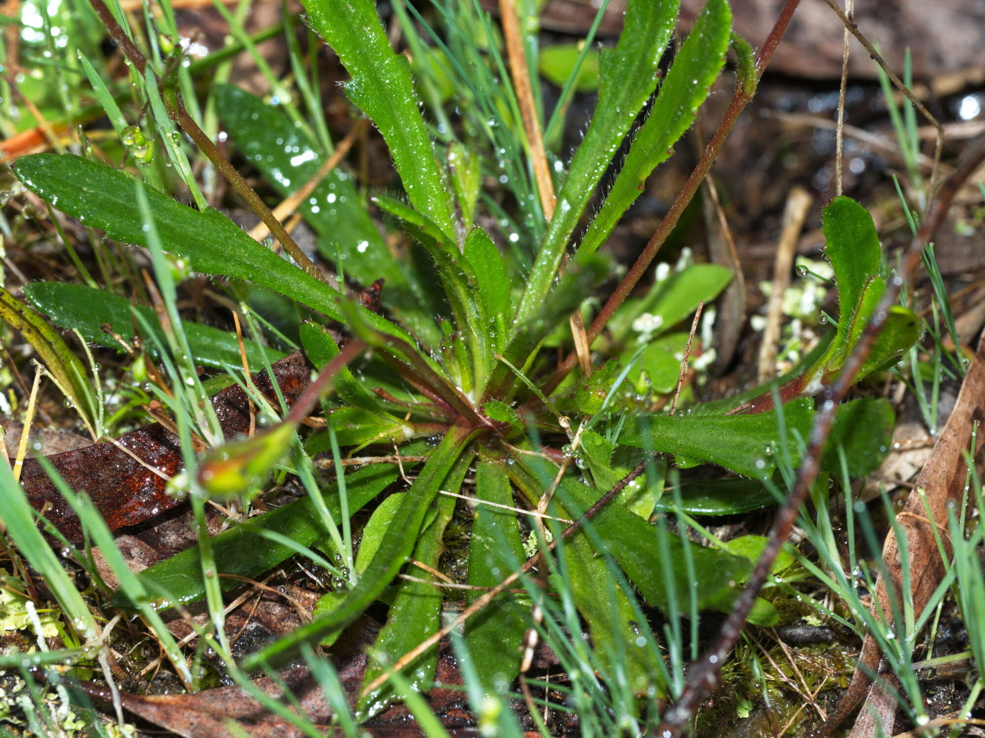 Imagem de Goodenia geniculata R. Br.