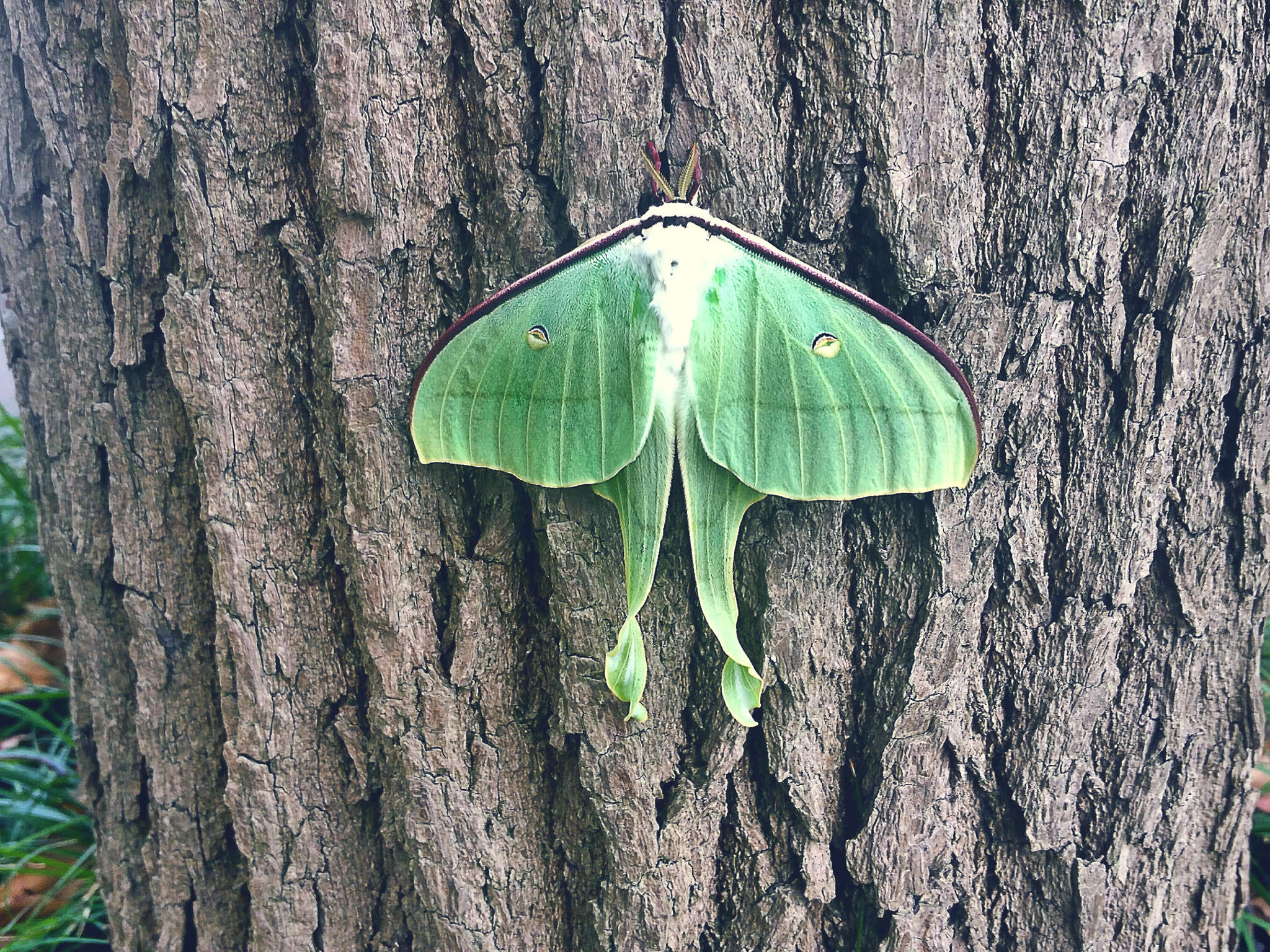 Image of Actias ningpoana Felder & C. 1862