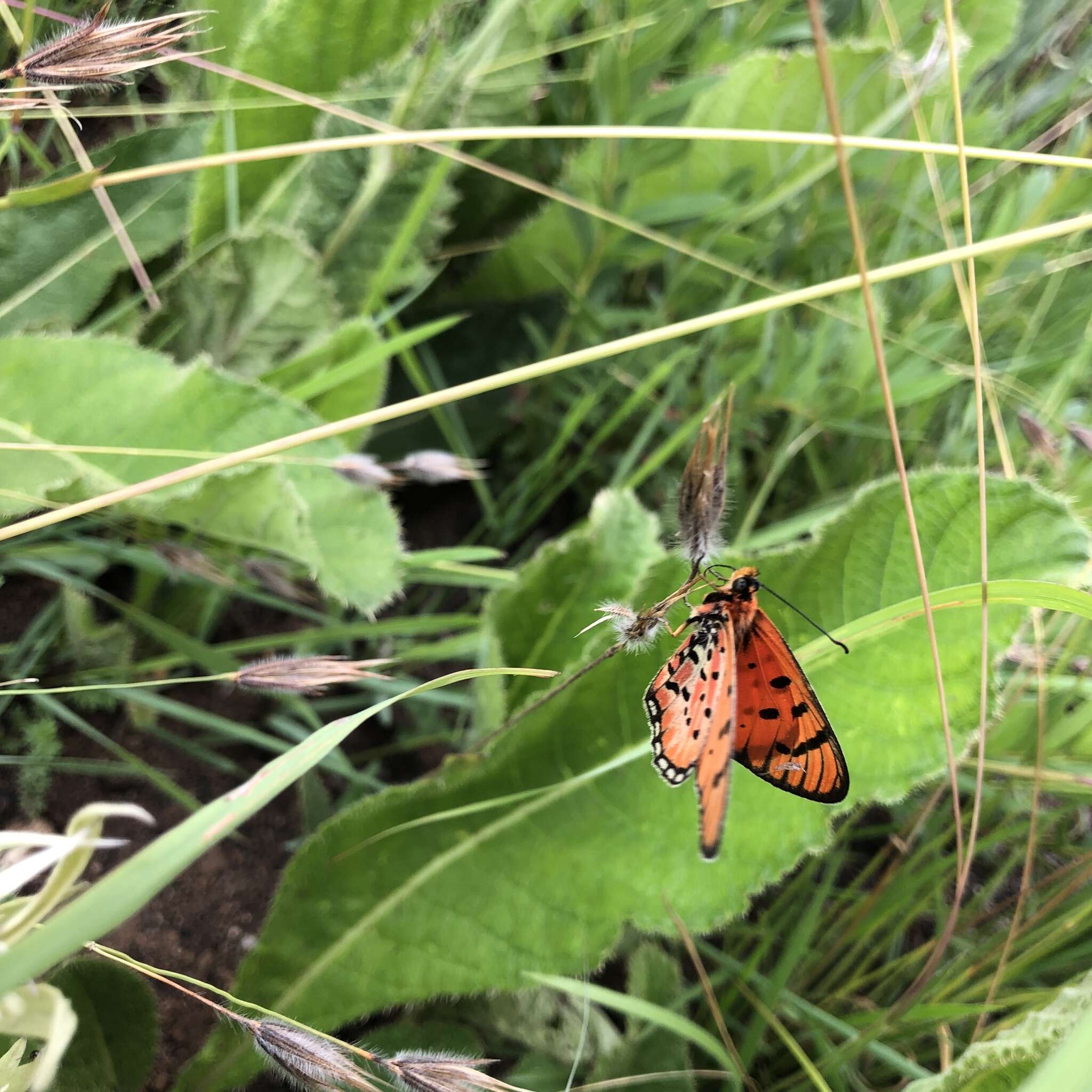 Acraea nohara Boisduval 1847的圖片