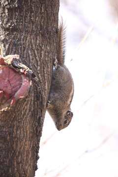 Image of Swinhoe's Striped Squirrel