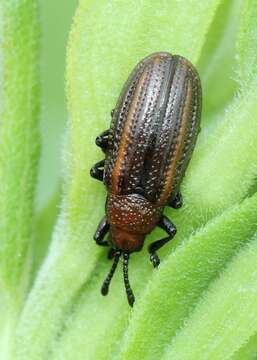 Microrhopala vittata (Fabricius 1798)的圖片