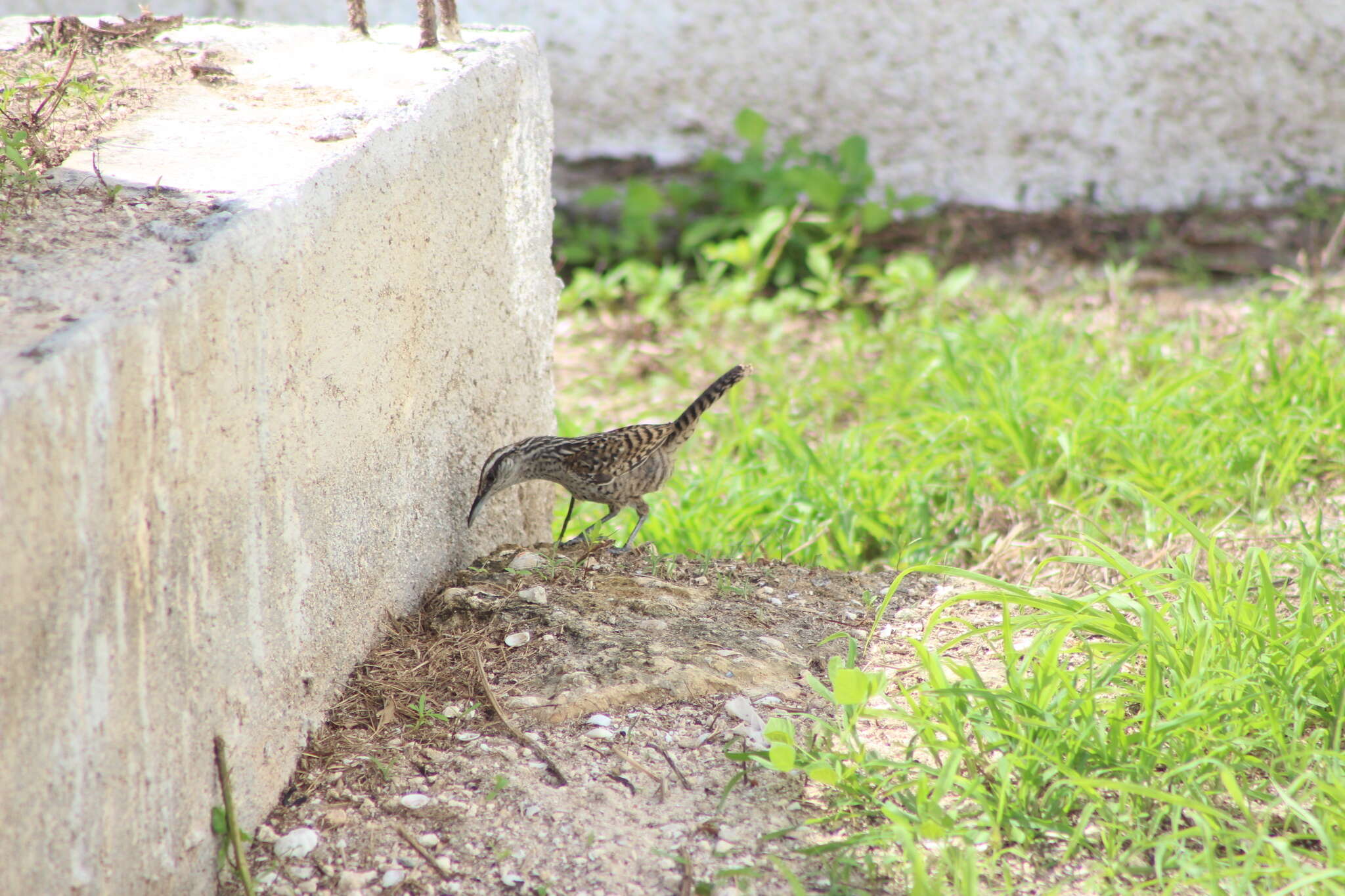 Image of Yucatan Wren