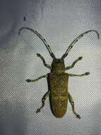 Image of Poplar Long-Horned Beetle