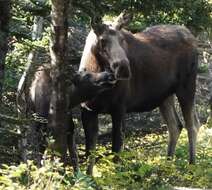 Image of Alaska moose