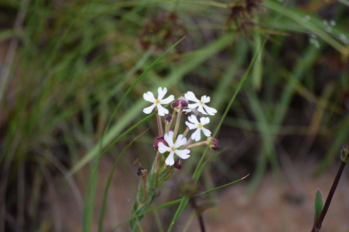 Image of Zaluzianskya pilosa O. M. Hilliard & B. L. Burtt