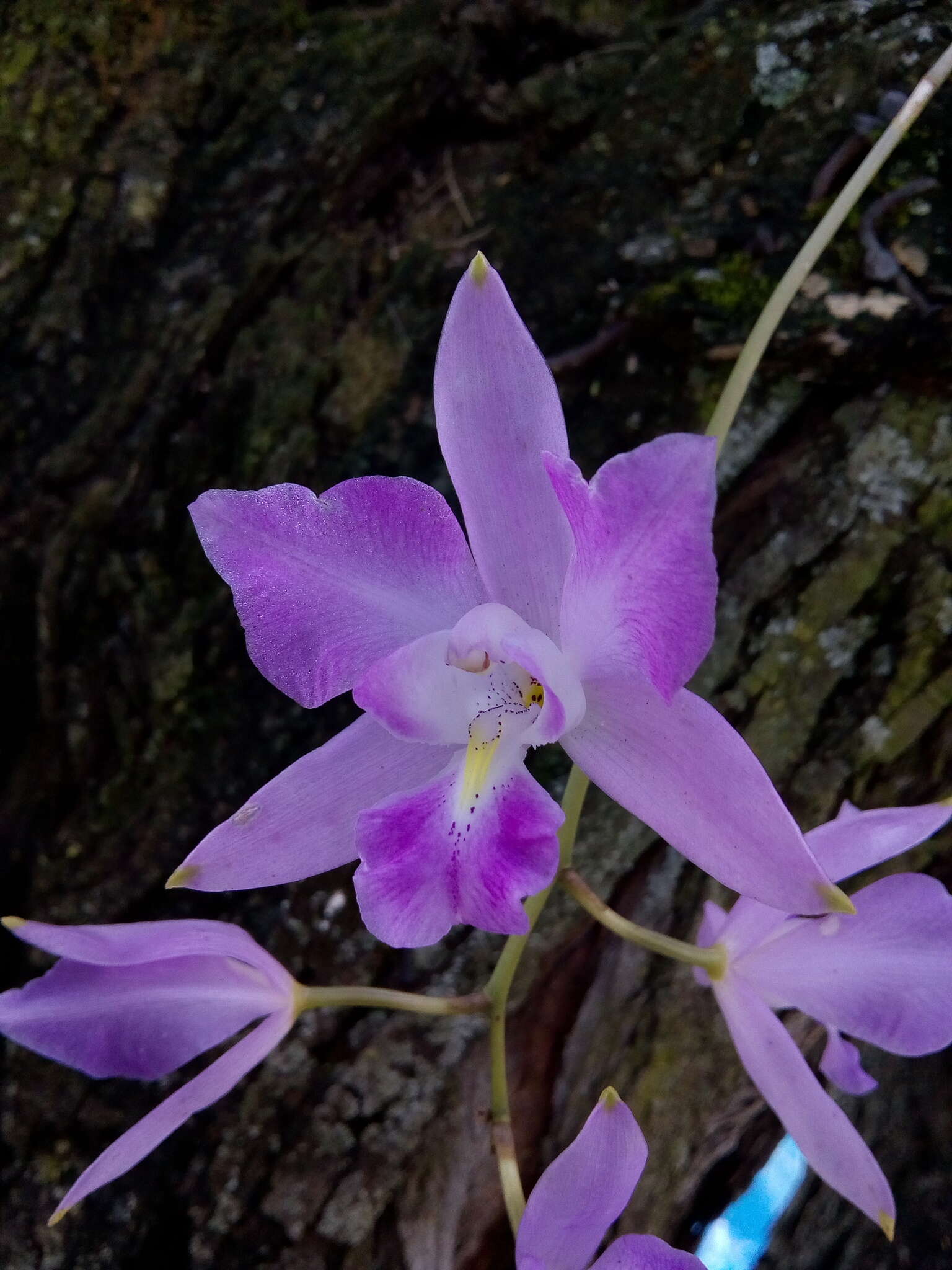 Image of Laelia eyermaniana Rchb. fil.