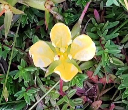 Image of Pond Primrose-Willow