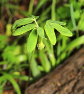 Image of Anemone raddeana Regel