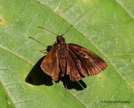 Koruthaialos butleri De Nicéville 1883 resmi