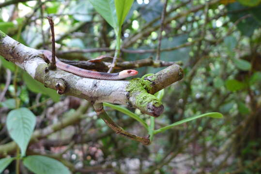 صورة Siphlophis compressus (Daudin 1803)