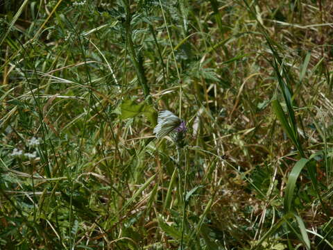 Image of Margined White