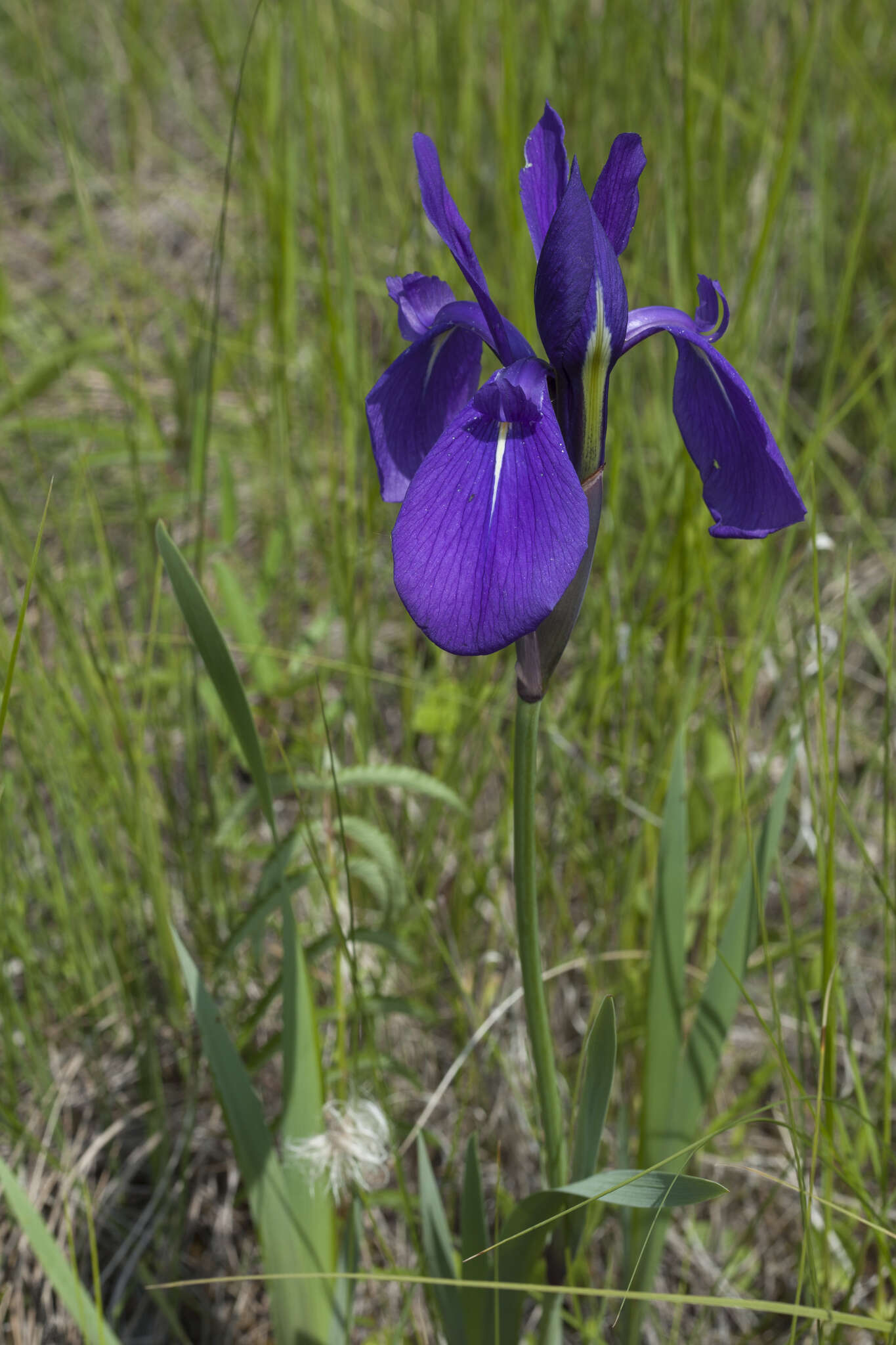 Слика од Iris laevigata Fisch.