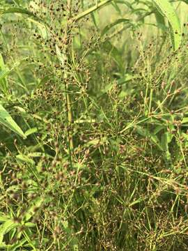 Image of Grass-Like Fimbristylis