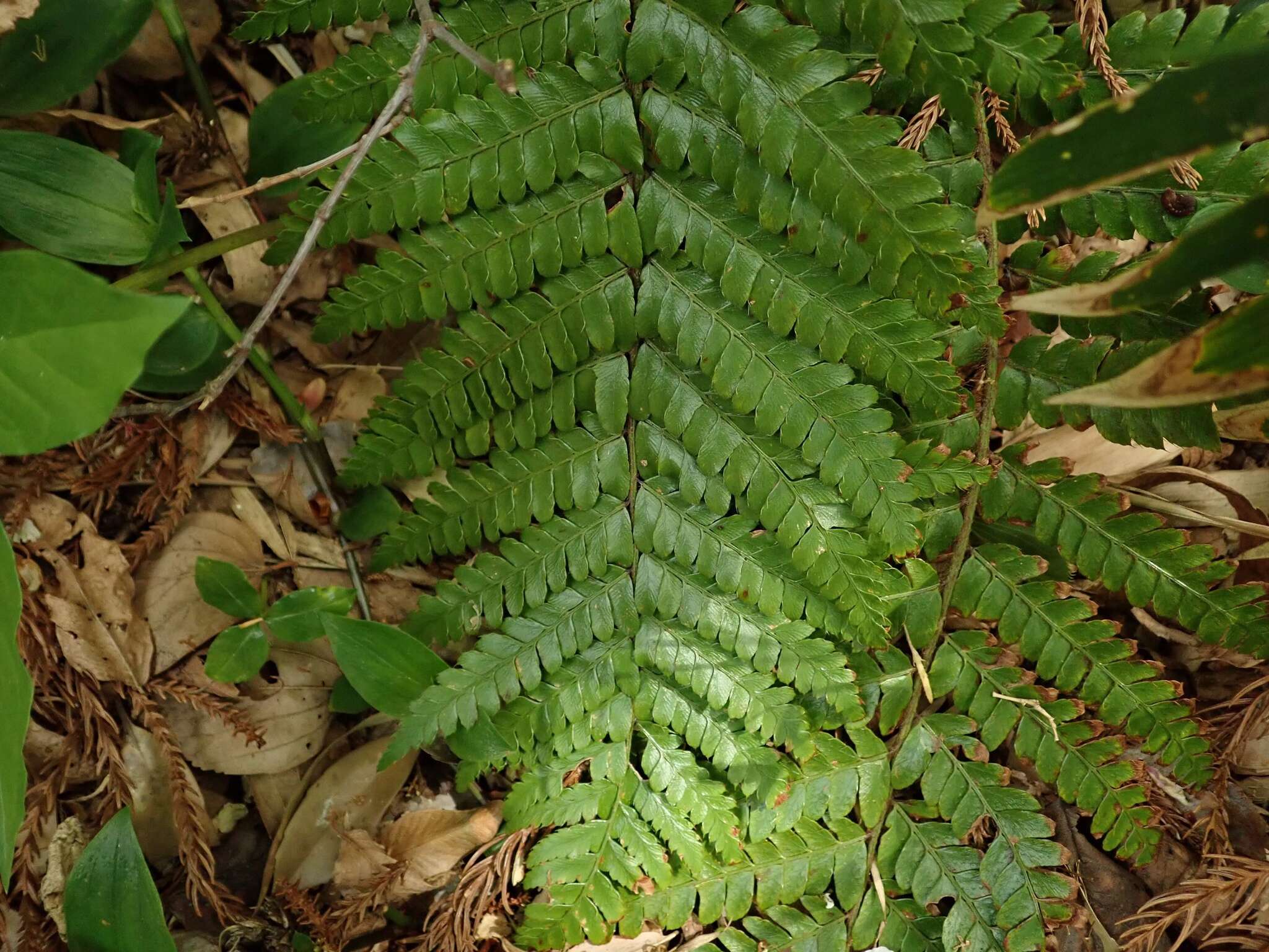 Image of Polystichum fibrillosopaleaceum (Kodama) Tag.