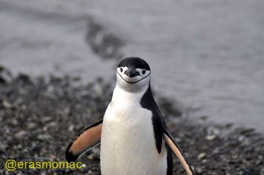 Plancia ëd Pygoscelis antarcticus (Forster & JR 1781)