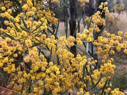 Image of graceful wattle