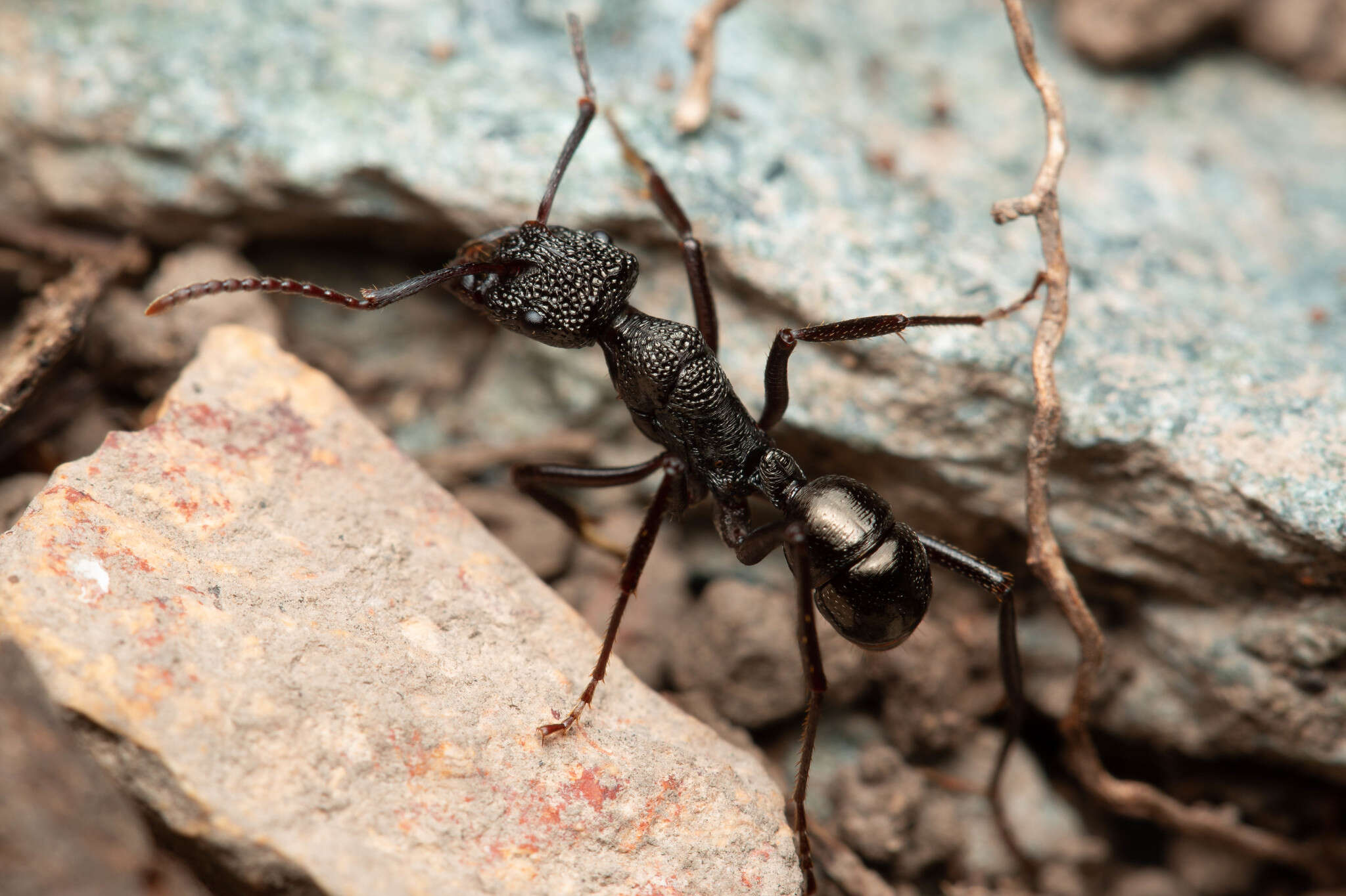 Image of Rhytidoponera nodifera (Emery 1895)